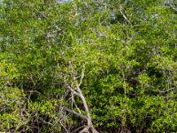 Schlanker Mangrovenbaum spiegelt sich im Fluß